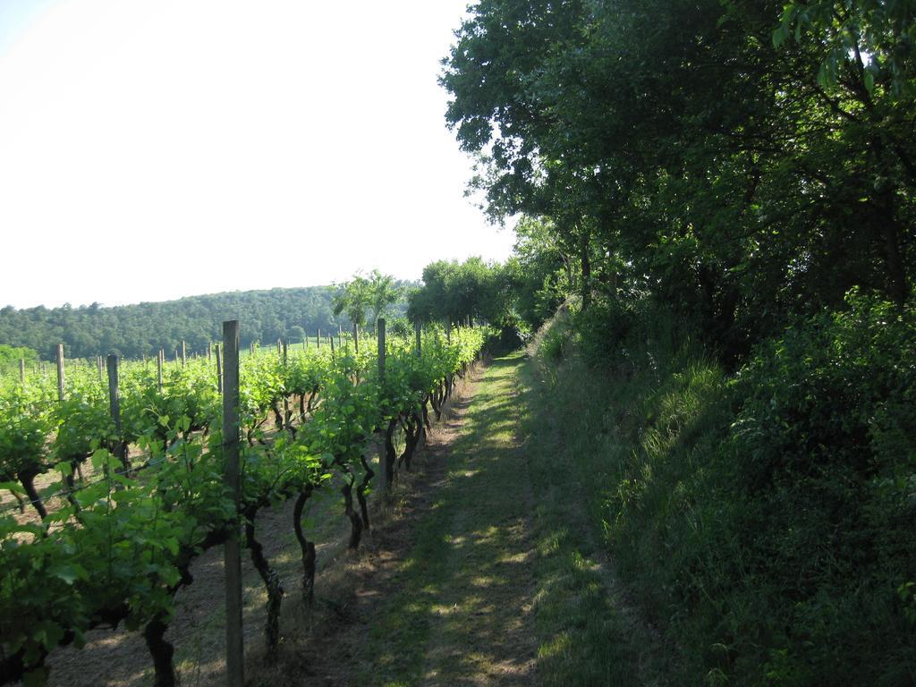 Agriturismo Campagnoletto Cavriana Pokoj fotografie
